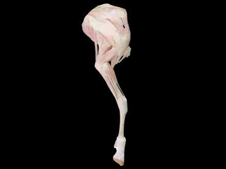 Anterior limb muscle vessel and nerve of sheep plastinated specimen