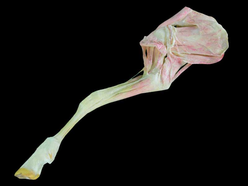anterior limb muscle vessel and nerve of sheep teaching specimen