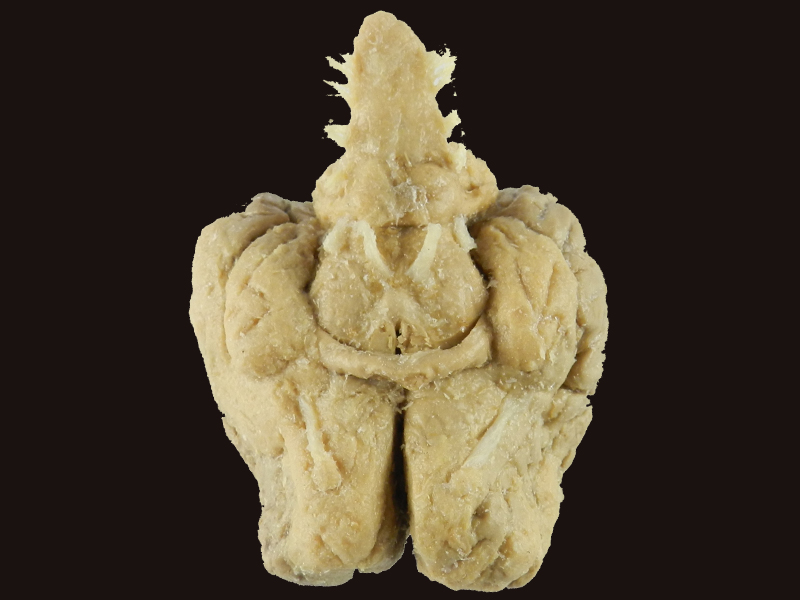 Brain of Horse specimen