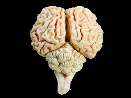 Brain of sheep plastinated specimen