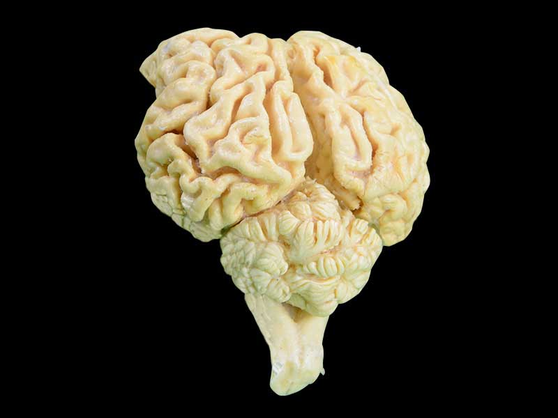 brain of sheep specimen plastination