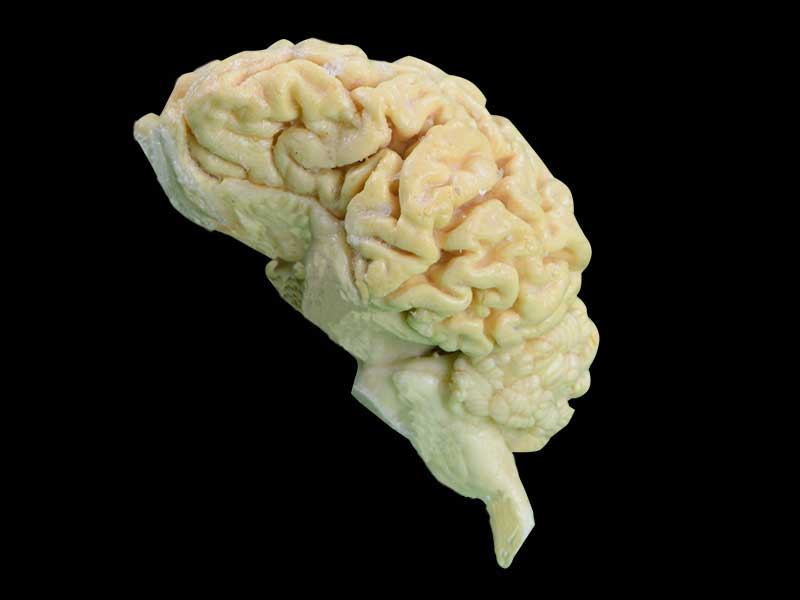 brain of sheep teaching specimen