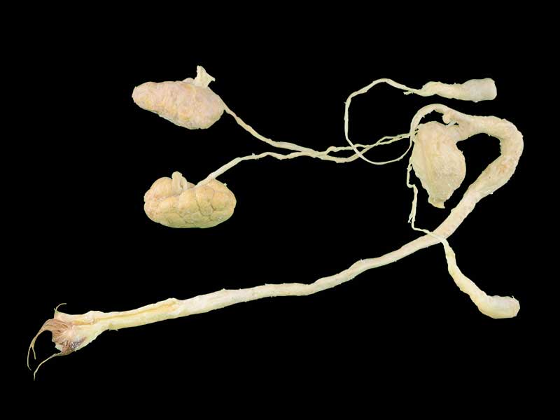 Bull urogenital system