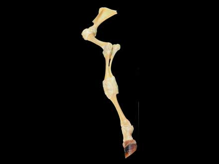 Cattle anterior limb joint plastinated specimen