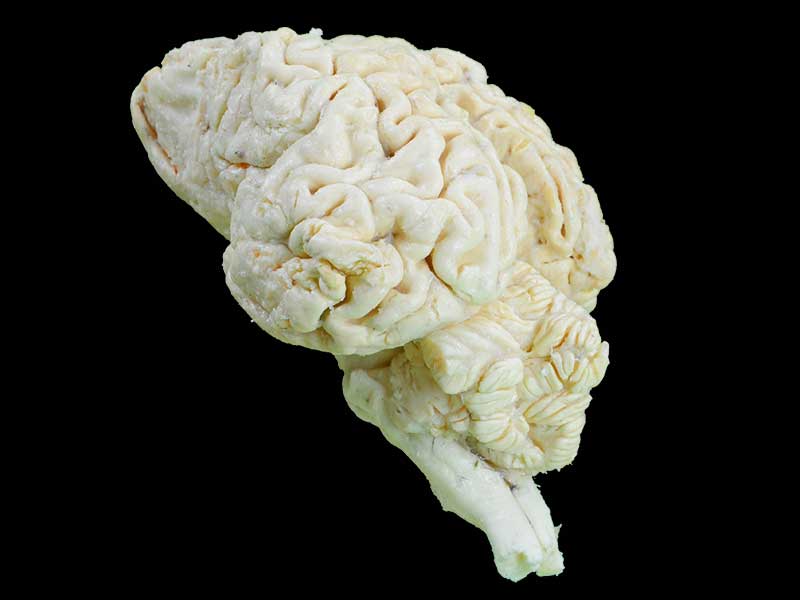 cattle brain specimen