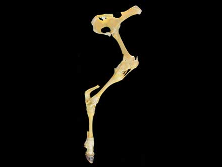 Cattle hind limb joint plastinated specimen
