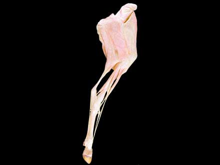 Cattle hind limb muscle plastinated specimen