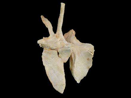Cattle lung plastinated specimen