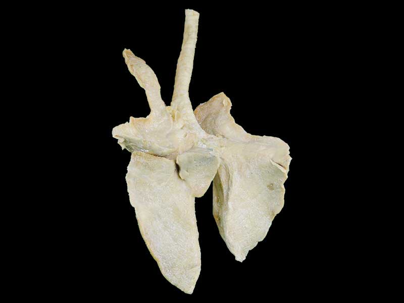 cattle lung specimen plastination