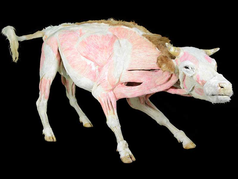 cow plastinated specimen