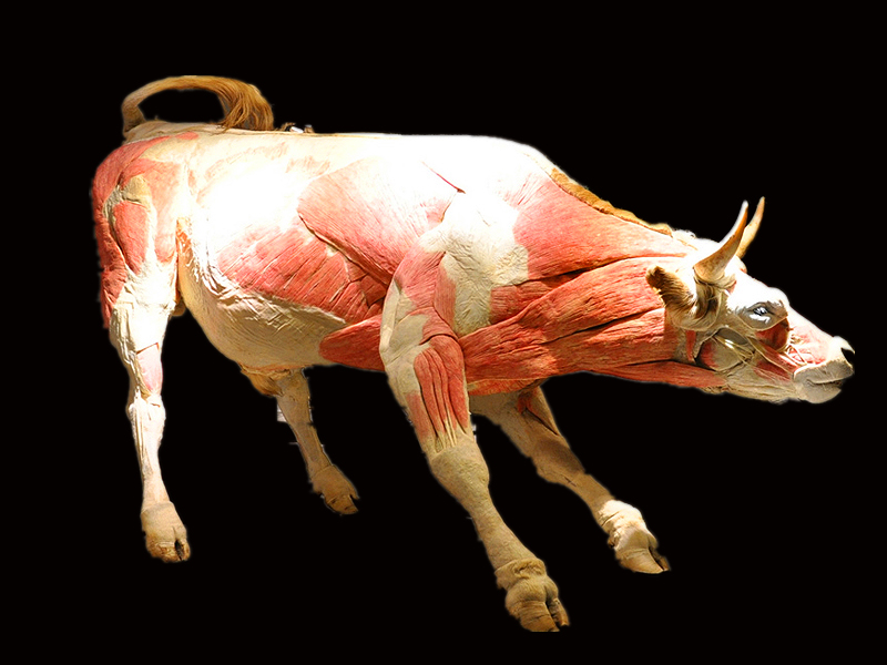 Cow plastinated specimens