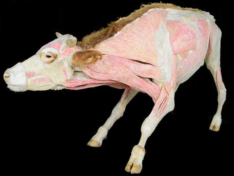 cow specimen plastination