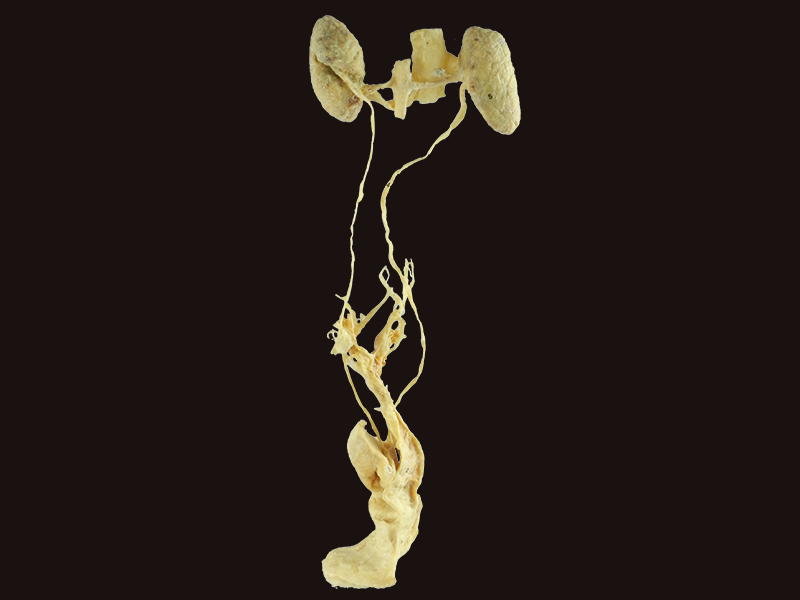 cow urogenital system specimen