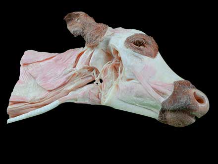 Deep muscle of cow head and neck plastinated specimen