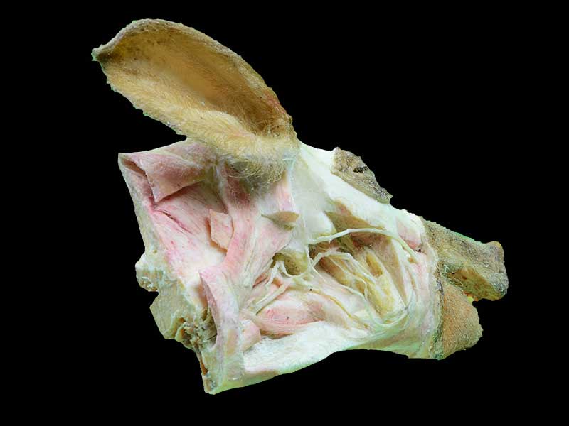 deep vessels and nerves of pig head teaching specimen