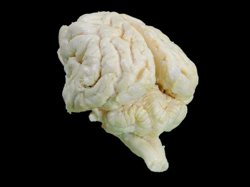 dog brain specimen