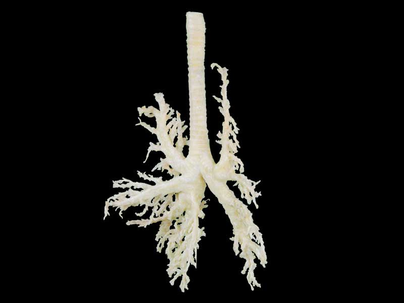 dog bronchial tree teaching specimen