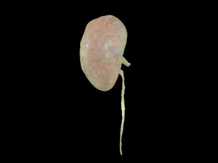 Dog kidney plastinated specimen