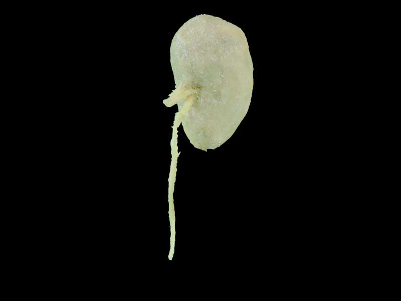 dog kidney specimen