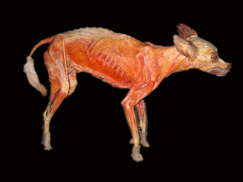 Dog plastinated specimens