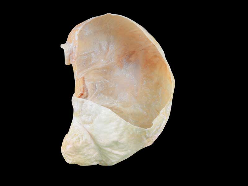 Gastric mucosa of pig plastinated specimen