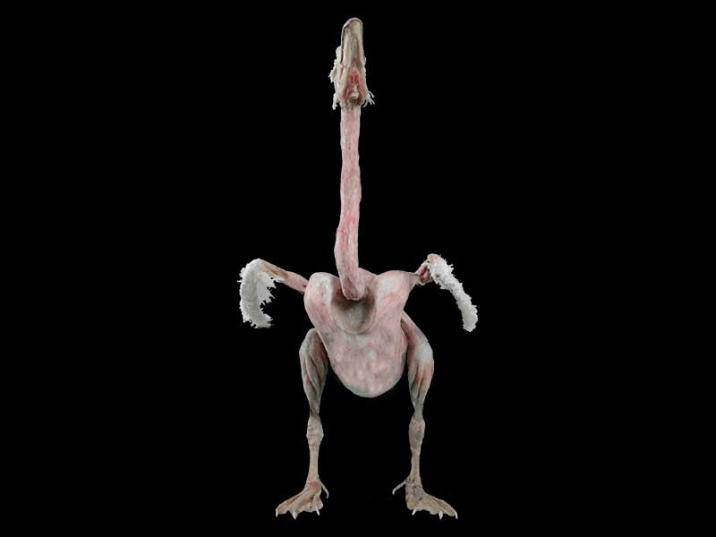 Goose animal anatomy specimen