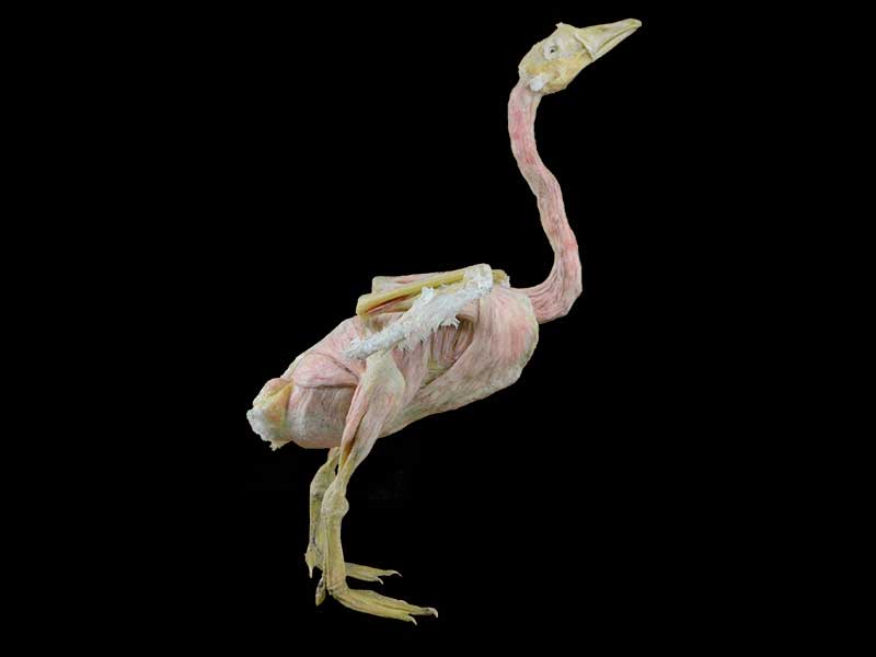 Goose plastinated speimen