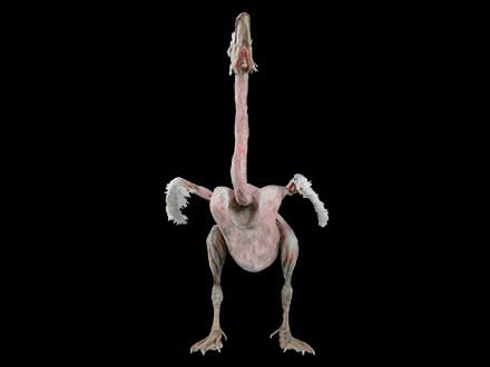 Goose plastinated speimen