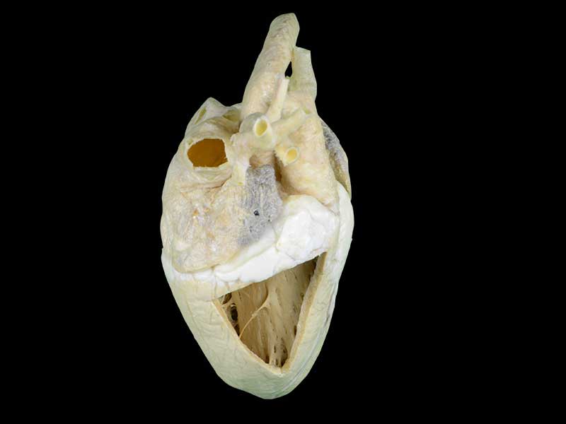 Heart cavity of cow plastinated specimen