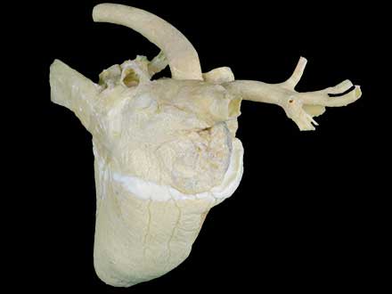 Heart cavity of cow plastinated specimen