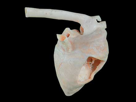 Heart cavity of pig plastinated specimen