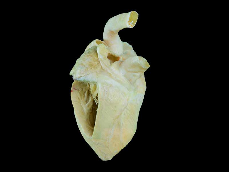 Heart cavity of pig teaching specimen