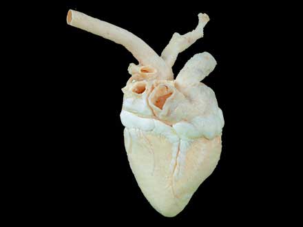 Heart of cow plastinated specimen