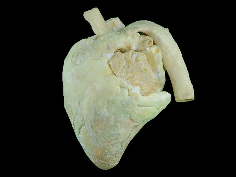 heart of cow plastination