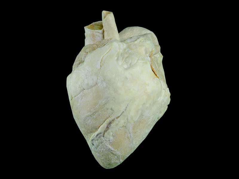 heart of cow teaching specimen