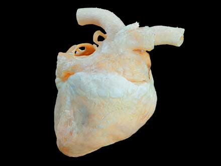 Heart of dog plastinated specimen