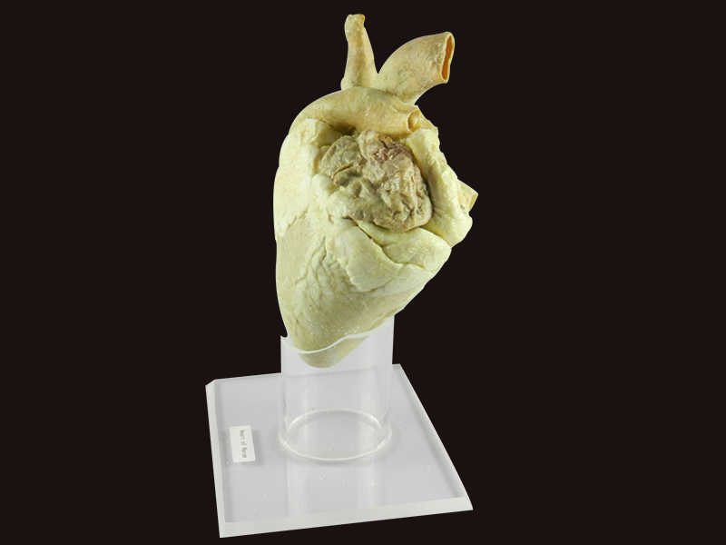 Heart of Horse medical specimen