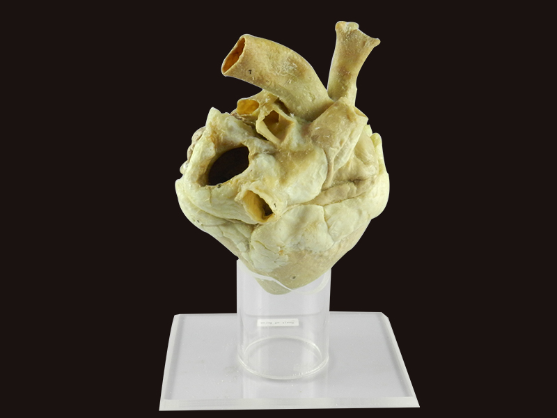 Heart of Horse plastinated specimen