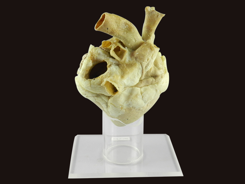 Heart of Horse plastination specimen