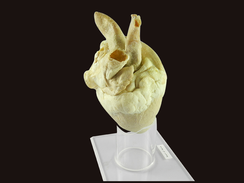 Heart of Horse plastination