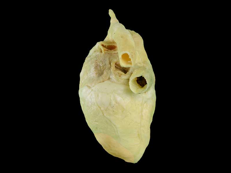 heart of pig plastination