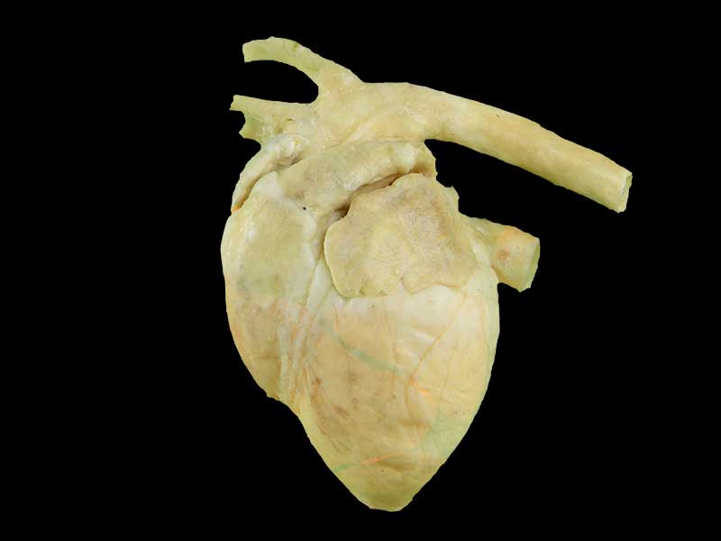 heart of pig teaching specimen