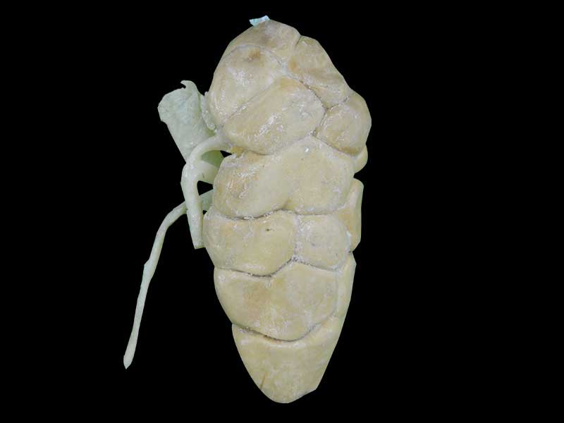 kidney of cow specimen