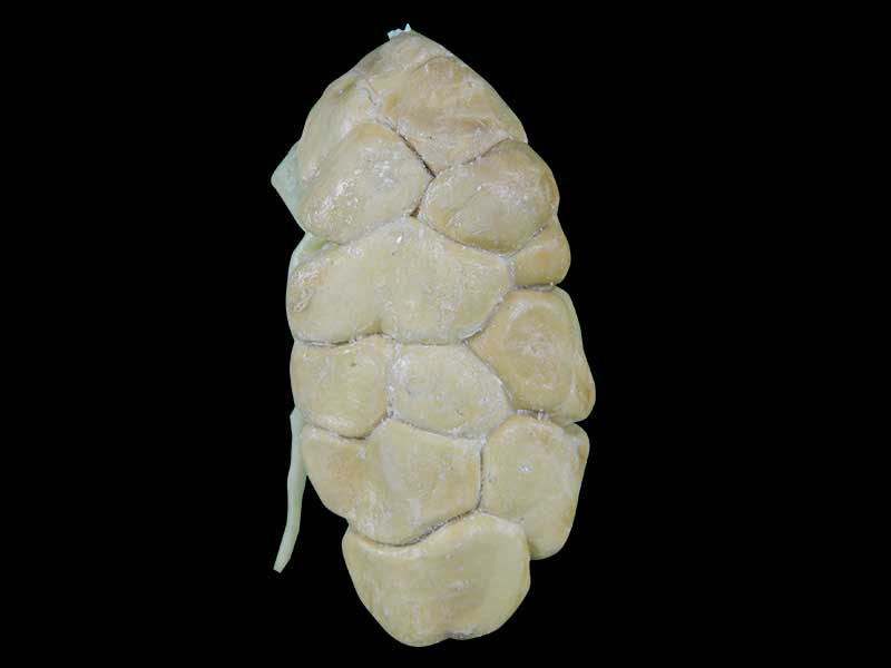 kidney of cow teaching specimen