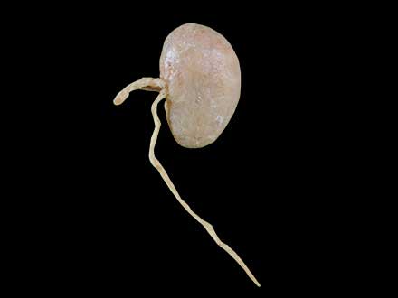 Kidney of sheep plastinated specimen