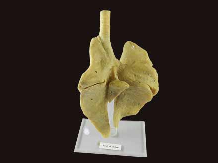 lung of sheep plastinated specimen