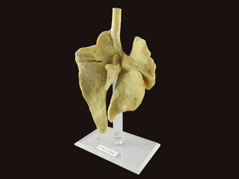 lung of sheep specimen plastination