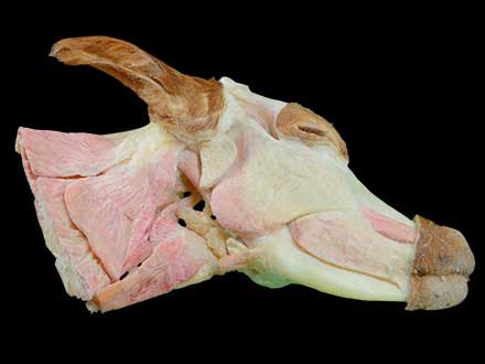 Median sagittal section of cow head and neck plastinated specimen