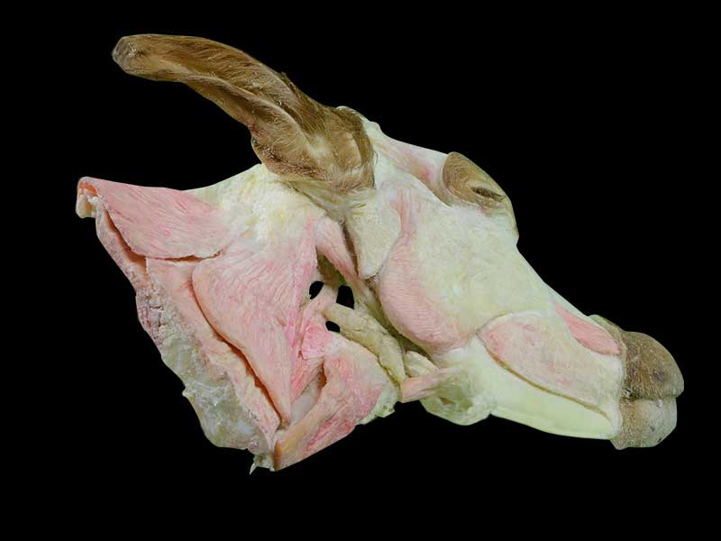 median sagittal section of cow head and neck specimen