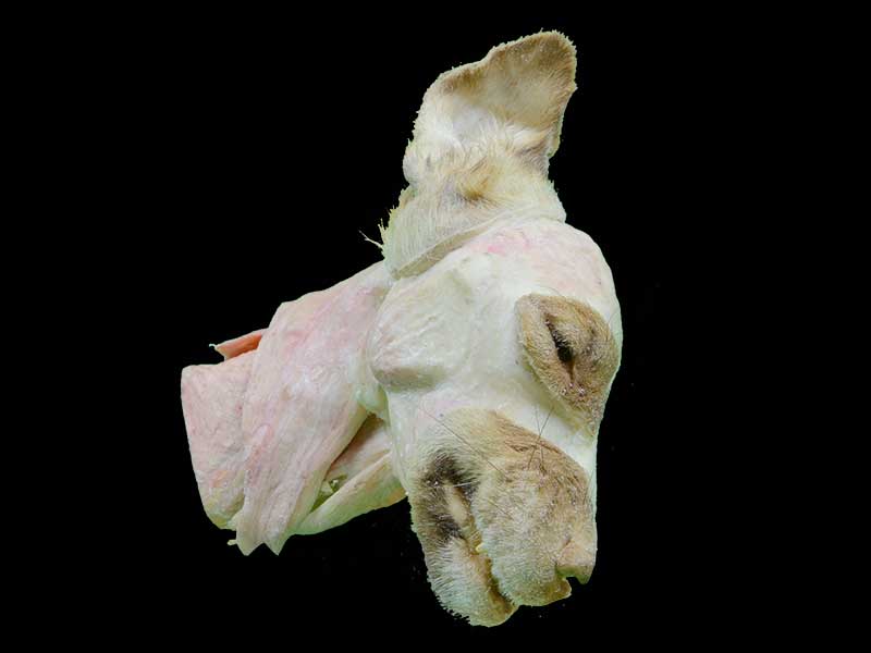 median sagittal section of dog head and neck plastination